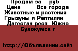 Продам за 50 руб. › Цена ­ 50 - Все города Животные и растения » Грызуны и Рептилии   . Дагестан респ.,Южно-Сухокумск г.